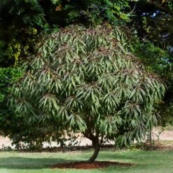 Bonfire Patio Peach Tree -Evergreen Trees Sales Store Bonfire Peach 6