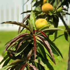 Bonfire Patio Peach Tree -Evergreen Trees Sales Store Bonfire Peach 7 FGT