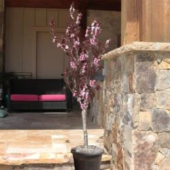 Bonfire Patio Peach Tree -Evergreen Trees Sales Store Bonfire Peach 9
