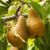 Bosc Pear Tree