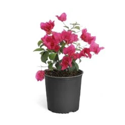 Barbara Karst Bougainvillea -Evergreen Trees Sales Store Bougainvillea Barbera Karst 6inch 68480f0d df5e 4cb0 b8d1 912b64b1b5ce