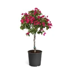 Barbara Karst Bougainvillea -Evergreen Trees Sales Store Bougainvillea Barbera Karst Tree 46e6ff16 c20a 427c 82cd c6d7d103fd68