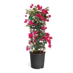 Barbara Karst Bougainvillea -Evergreen Trees Sales Store Bougainvillea Barbera Karst Trellis c50b3fdc 836a 4431 b642 46324d3f2616