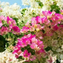 Bi-Color Bougainvillea Tree 5 Bi-Color Bougainvillea Tree -Evergreen Trees Sales Store Bougainvillea Braided 1