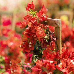 Sundown Orange Bougainvillea -Evergreen Trees Sales Store Bougainvillea Sundown 2 FGT