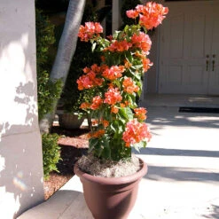 Sundown Orange Bougainvillea -Evergreen Trees Sales Store Bougainvillea Sundown 4
