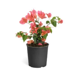 Sundown Orange Bougainvillea -Evergreen Trees Sales Store Bougainvillea Sundown 6qt
