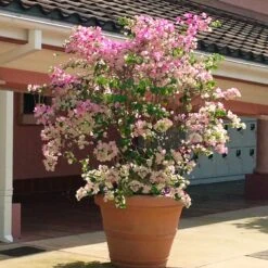 Thai Delight Bougainvillea -Evergreen Trees Sales Store Bougainvillea Thai 3