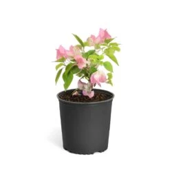 Thai Delight Bougainvillea -Evergreen Trees Sales Store Bougainvillea Thai 6inch 2b64339f 3e7d 4698 81c3 7b79fad40cd5