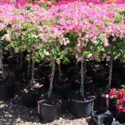 Thai Delight Bougainvillea -Evergreen Trees Sales Store Bougainvillea Thai 7