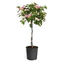 Thai Delight Bougainvillea -Evergreen Trees Sales Store Bougainvillea Thai tree