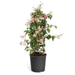 Thai Delight Bougainvillea -Evergreen Trees Sales Store Bougainvillea Thai trellis