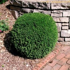 Wintergreen Boxwood Shrub -Evergreen Trees Sales Store Boxwood Wintergreen 3