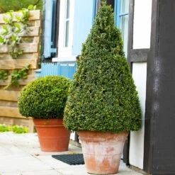Wintergreen Boxwood Shrub -Evergreen Trees Sales Store Boxwood Wintergreen 4