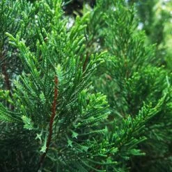 Brodie Eastern Red Cedar Tree -Evergreen Trees Sales Store Broadie Eastern Red Cedar 1 FGT