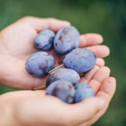 Brooks Plum Tree 8 Brooks Plum Tree -Evergreen Trees Sales Store Brooks Plum 3