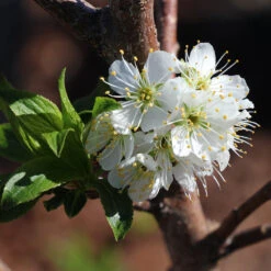 Bubblegum 'Toka' Plum Tree -Evergreen Trees Sales Store Bubblegum Toka Plum 4