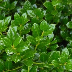 Dwarf Burford Holly Shrub -Evergreen Trees Sales Store Burford Holly FGT