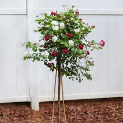 Burgundy Iceberg And Iceberg Two-fer® Rose Tree -Evergreen Trees Sales Store Burgandy Iceburg ROse Tree 4