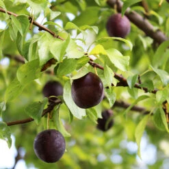 Burgundy Plum Tree -Evergreen Trees Sales Store Burgundy Plum 1