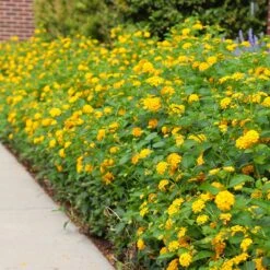 New Gold Lantana -Evergreen Trees Sales Store CHapel Hill gold lantana 4