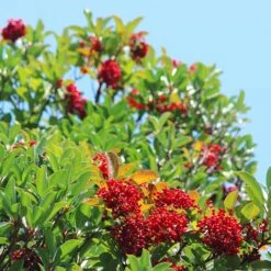 Chindo Sweet Viburnum Shrub -Evergreen Trees Sales Store CHindo Viburnum 1