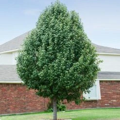 Cleveland Pear Tree -Evergreen Trees Sales Store CLeveland Pear 3