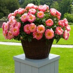 Coral Charm Peony -Evergreen Trees Sales Store COral Charm Peony 1
