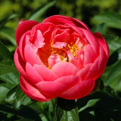 Coral Charm Peony -Evergreen Trees Sales Store COral Charm Peony 3 FGT