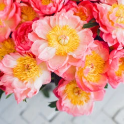 Coral Charm Peony -Evergreen Trees Sales Store COral Charm Peony 6 FGT