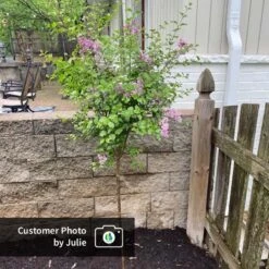 Dwarf Korean Lilac Tree 10 Dwarf Korean Lilac Tree -Evergreen Trees Sales Store CPB DwarfKoreanLilacTree Julie ugc test