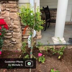 Dwarf Korean Lilac Tree 9 Dwarf Korean Lilac Tree -Evergreen Trees Sales Store CPB DwarfKoreanLilacTree MicheleS ugc test