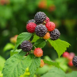 Cumberland Black Raspberry - USDA Organic -Evergreen Trees Sales Store CUmberland Black RAspberry 1 FGT e255f3ce a3d5 41e6 b284 ffd98b9d3b34