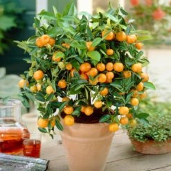 Calamondin Bush -Evergreen Trees Sales Store Calamondin Bush 1