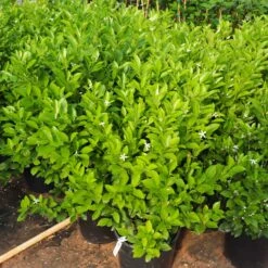 Calamondin Bush -Evergreen Trees Sales Store Calamondin Bush 7