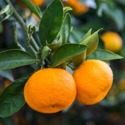 Calamondin Tree -Evergreen Trees Sales Store Calomondin 4 BB 86a33d74 f6d8 4d96 be1b 5a213babf3c2