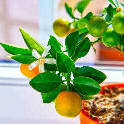 Calamondin Tree -Evergreen Trees Sales Store Calomondin 5