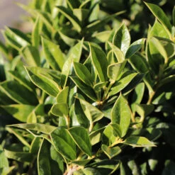 Carissa Holly -Evergreen Trees Sales Store Carissa Holly 2