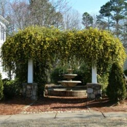Carolina Jasmine 7 Carolina Jasmine -Evergreen Trees Sales Store Carolina Jessamine Yellow Jasmine 4 FGT