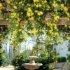 Carolina Jasmine