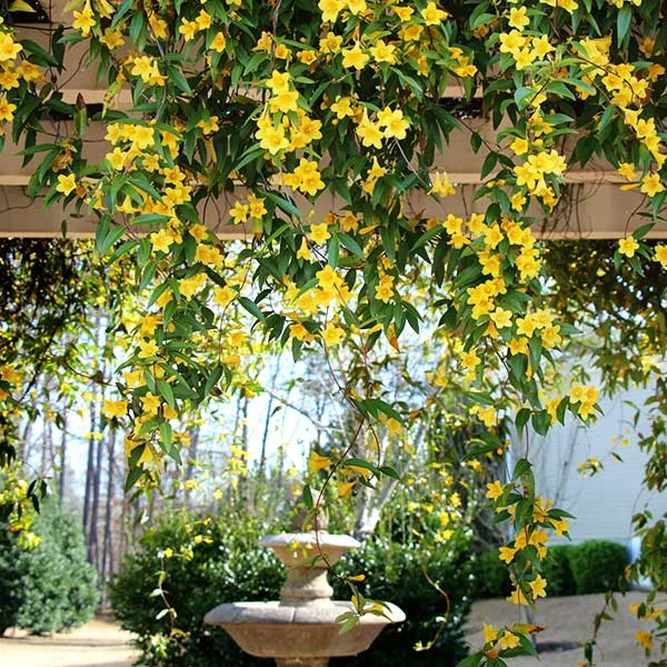 Carolina Jasmine 1 Carolina Jasmine