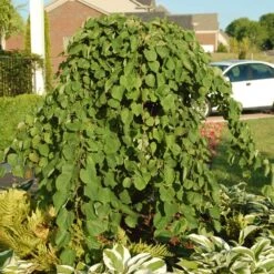 Cascading Hearts Redbud Tree -Evergreen Trees Sales Store Cascading Hearts Redbud 2