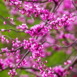 Cascading Hearts Redbud Tree -Evergreen Trees Sales Store Cascading Hearts Redbud 3