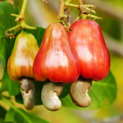 Cashew Tree -Evergreen Trees Sales Store Cashew Nut Tree 7