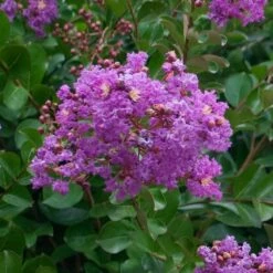 Catawba Crape Myrtle Tree -Evergreen Trees Sales Store Catawba Crape Myrtle 1 FGT
