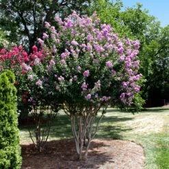 Catawba Crape Myrtle Tree -Evergreen Trees Sales Store Catawba Crape Myrtle 4 FGT