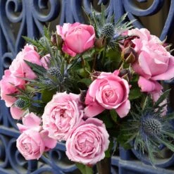 Cathedral Bells Rose -Evergreen Trees Sales Store Cathedral Bells Rose Tree 2