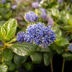 Yankee Point California Lilac -Evergreen Trees Sales Store Ceanothus Yankee Point 1