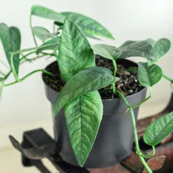 Cebu Blue Pothos 6 Cebu Blue Pothos -Evergreen Trees Sales Store Cebu Blue Pothos 1