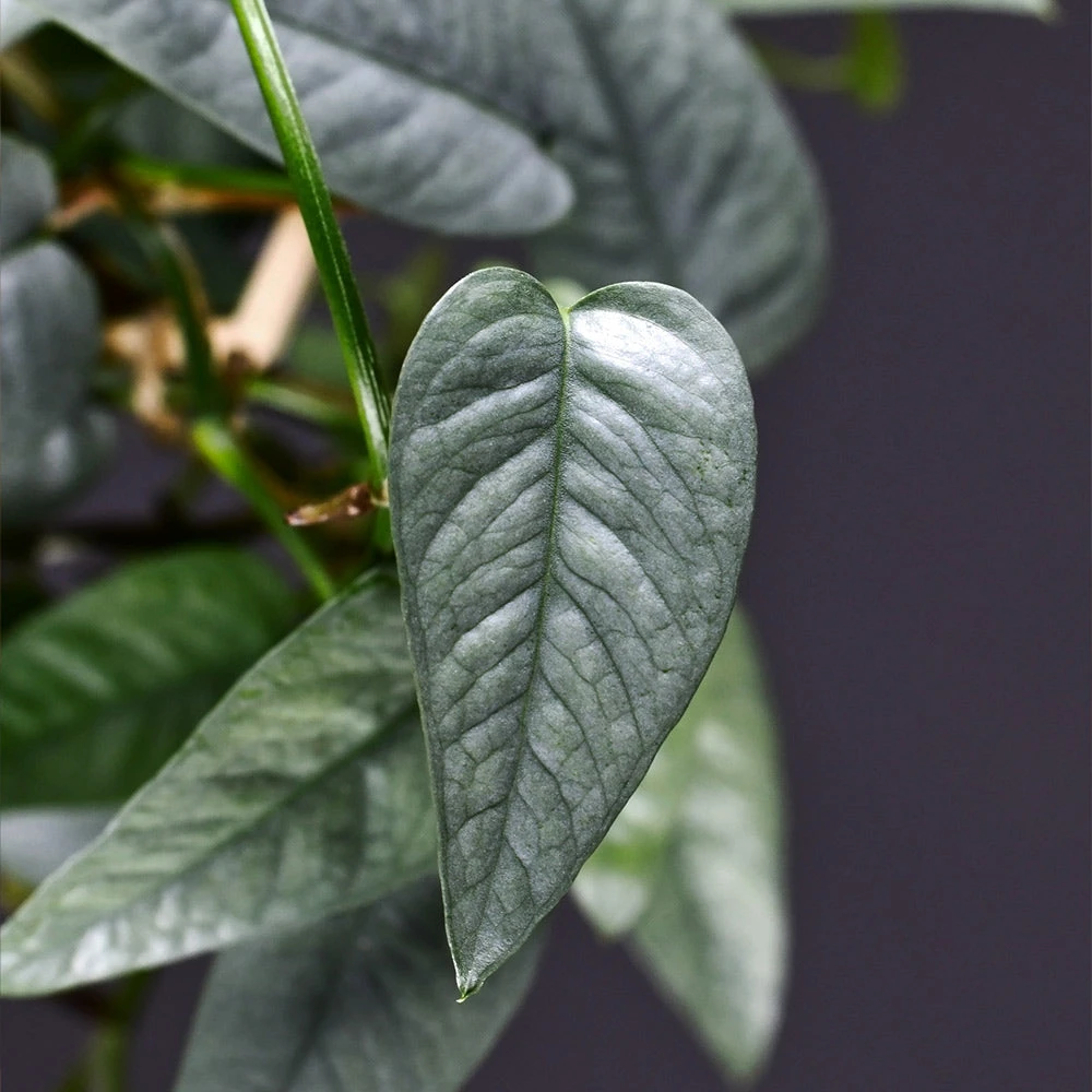 Cebu Blue Pothos 2 Cebu Blue Pothos - Image 2